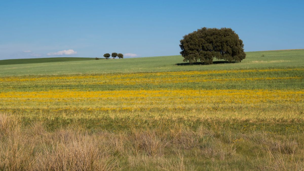 O Simples e o Belo no Dia a Dia